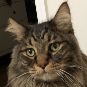 Meet your Posher, Hector